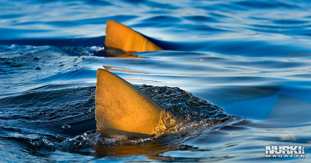 Magazyn Nurki.pl numer 3 Bahamy Rekin płetwa Nurkowanie Prenumerata Magnus Lundgren Exposure Underwater Polska